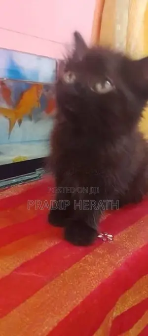 Persian Cat