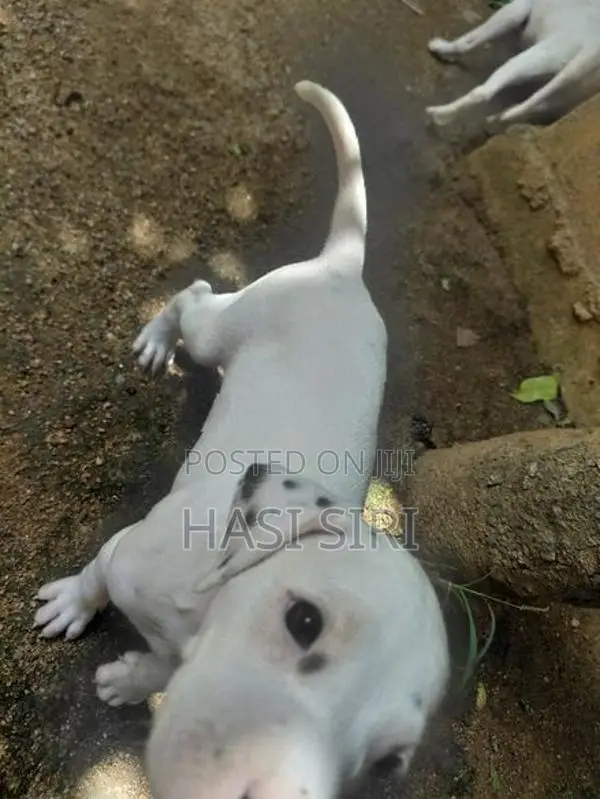 සිරතල් සතුන්