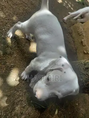 සිරතල් සතුන්