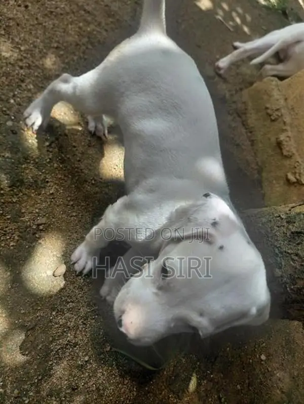 සිරතල් සතුන්