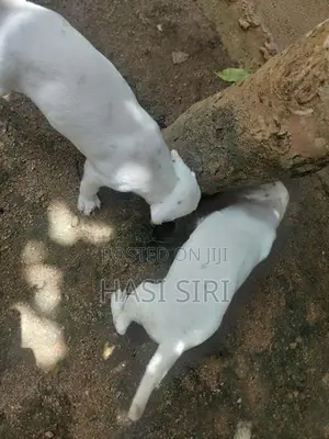 සිරතල් සතුන්