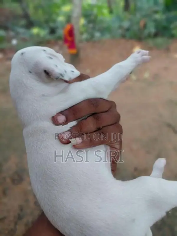 සිරතල් සතුන්