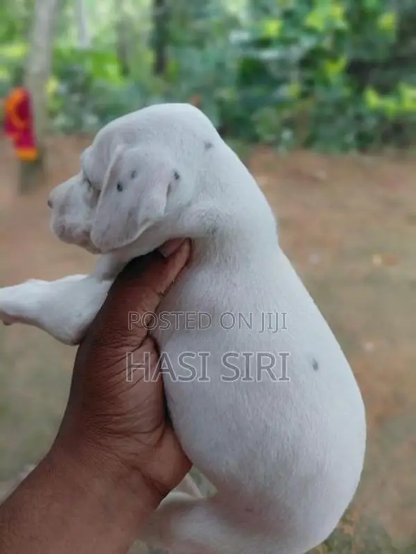 සිරතල් සතුන්