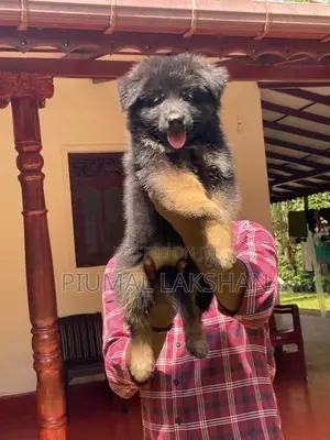 German Shepherd Puppy