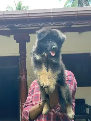 German Shepherd Puppy