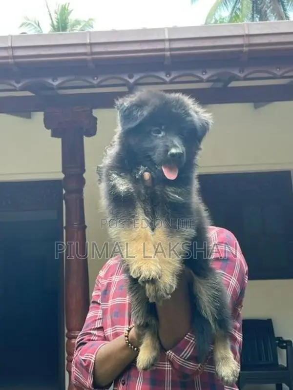 German Shepherd Puppy