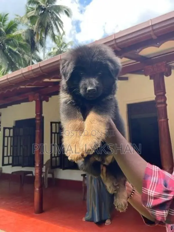 German Shepherd Puppy