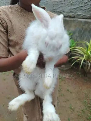 American Rabbit