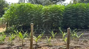 Valuable Land for Sale in Nittambuwa