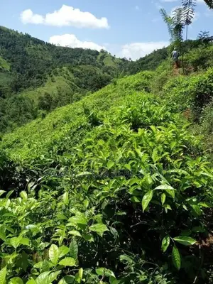 COMMERCIALTEA LAND FOR SALE IN KANDY (sp806)