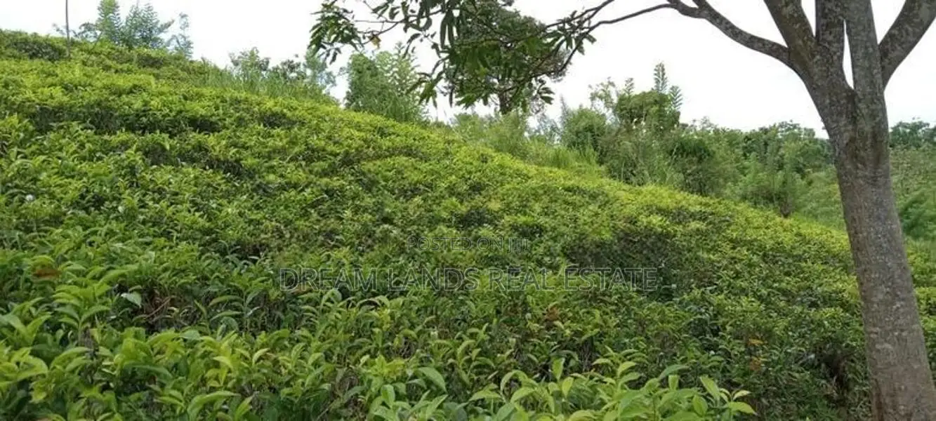 COMMERCIALTEA LAND FOR SALE IN KANDY (sp806)