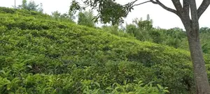 COMMERCIALTEA LAND FOR SALE IN KANDY (sp806)