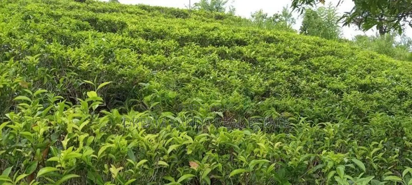 COMMERCIALTEA LAND FOR SALE IN KANDY (sp806)