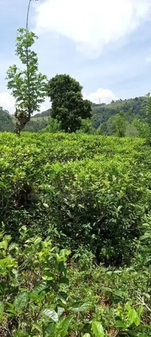 COMMERCIALTEA LAND FOR SALE IN KANDY (sp806)
