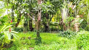 Waterfront Land in Bolgoda