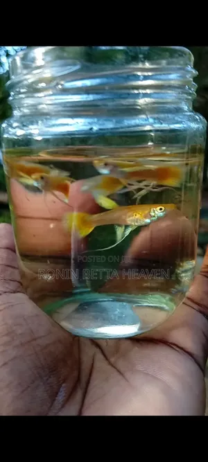 24K Golden Ribbon Guppies