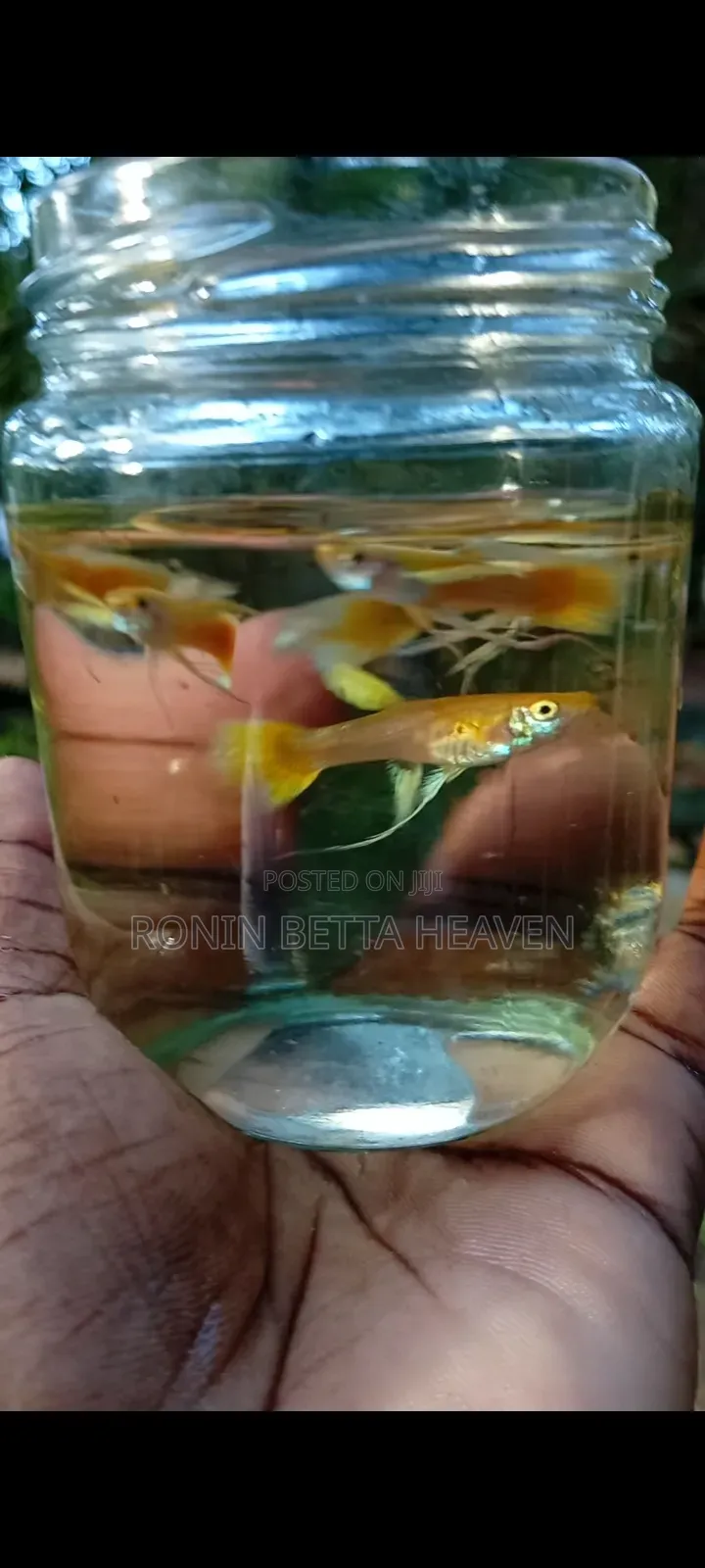 24K Golden Ribbon Guppies