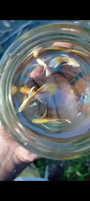 24K Golden Ribbon Guppies