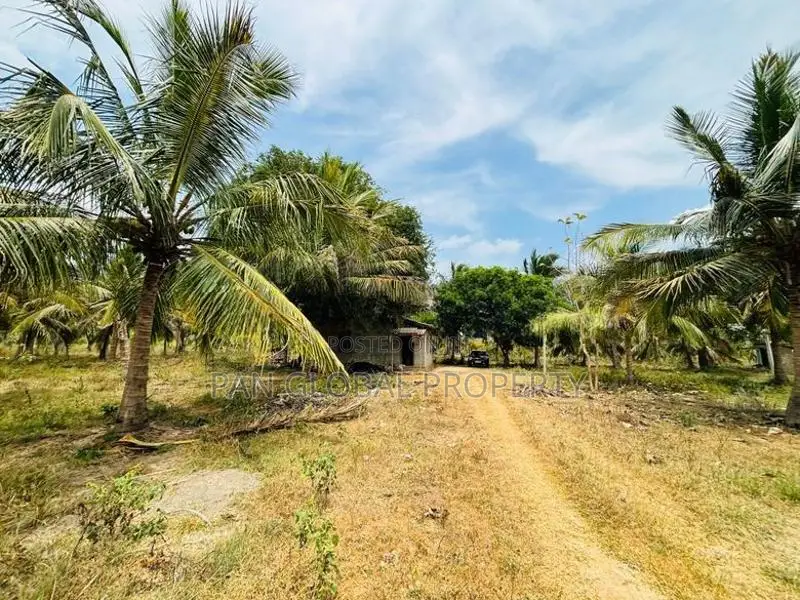 Coconut Estate for Sale in Puttalam