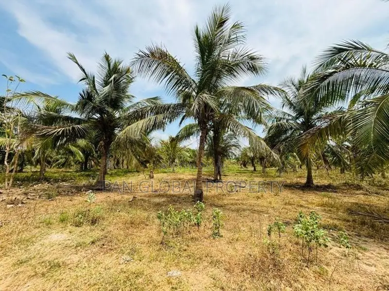 Coconut Estate for Sale in Puttalam