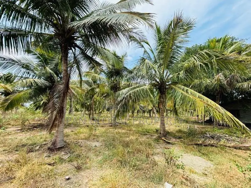 Coconut Estate for Sale in Puttalam
