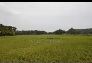 03 Acres of Coconut Land for Sale in Tangalle
