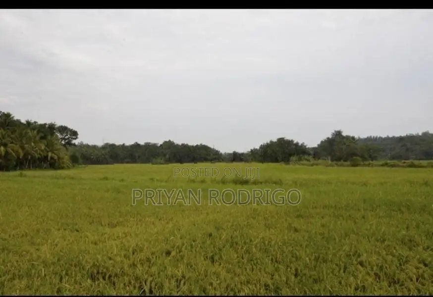 03 Acres of Coconut Land for Sale in Tangalle