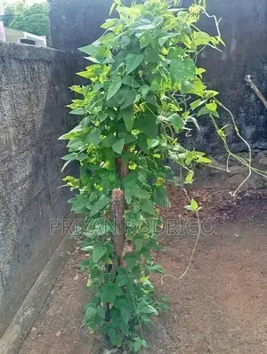 Wattegedara Suramya Mawatha 12.5 Perches of Land for Sale