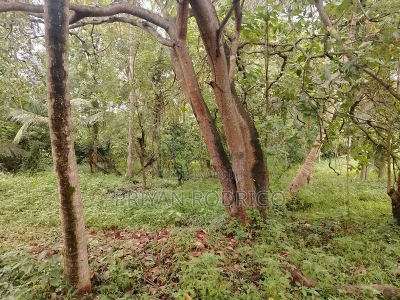 Matale District Galewela Beliyakanda 215 Perches of Scenic Land for Sa