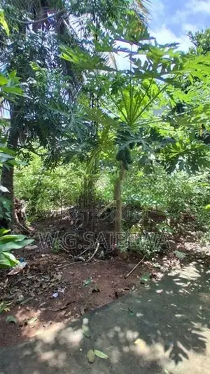 15 Perch Land for Sale Kadol Kale, Negombo
