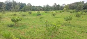 Buttala 2 Acres with 6 reservation property for Tourism on Sale