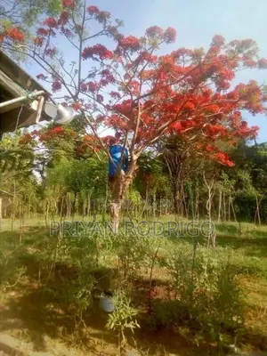 Buttala 2 Acres with 6 reservation property for Tourism on Lease