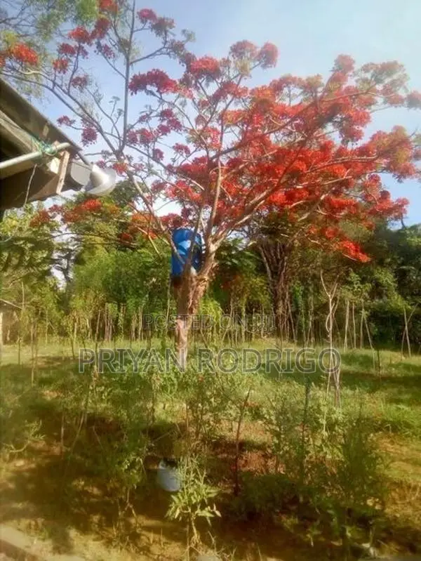 Buttala 2 Acres with 6 reservation property for Tourism on Lease