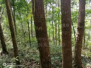 Kitulgala, Gonagamuwa Estate 21 Acres of Mahogany Land for Sale