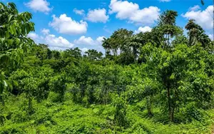 Land – Gonapinuwala, Hikkaduwa East