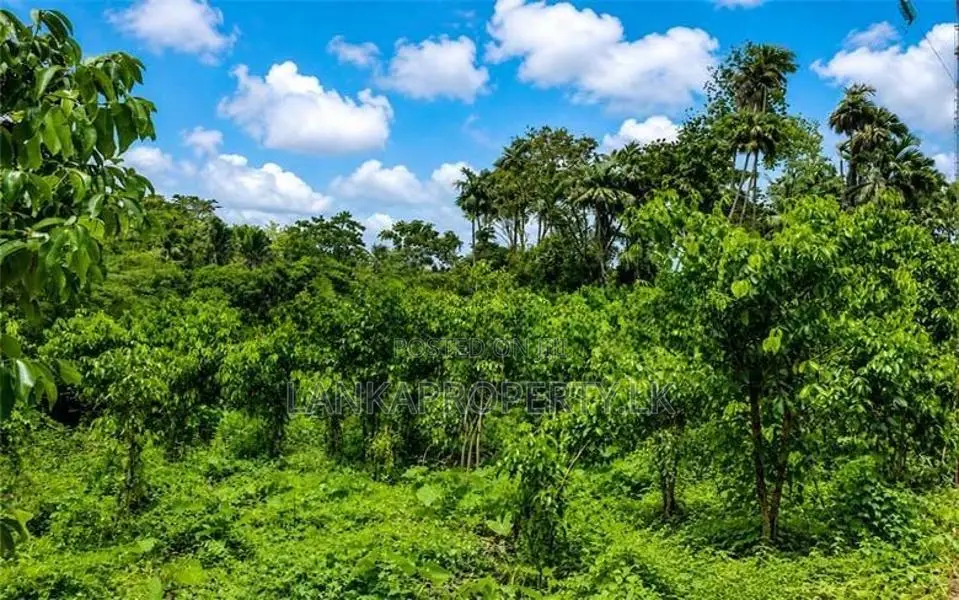 Land – Gonapinuwala, Hikkaduwa East