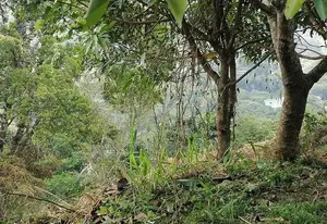 SCENIC 60-PERCH LAND FOR SALE – PRIMROSE HILL, KANDY
