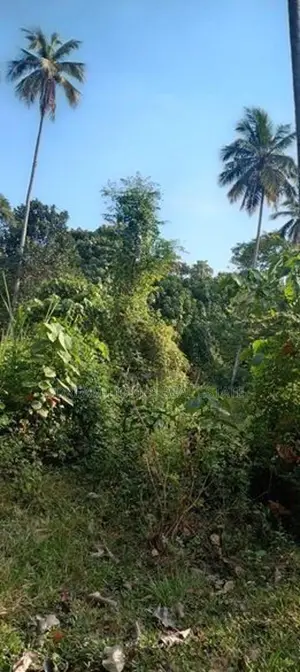 520 Perches Coconut Land For Sale – Pothuhera, Kalugamuwa In Kurunegal