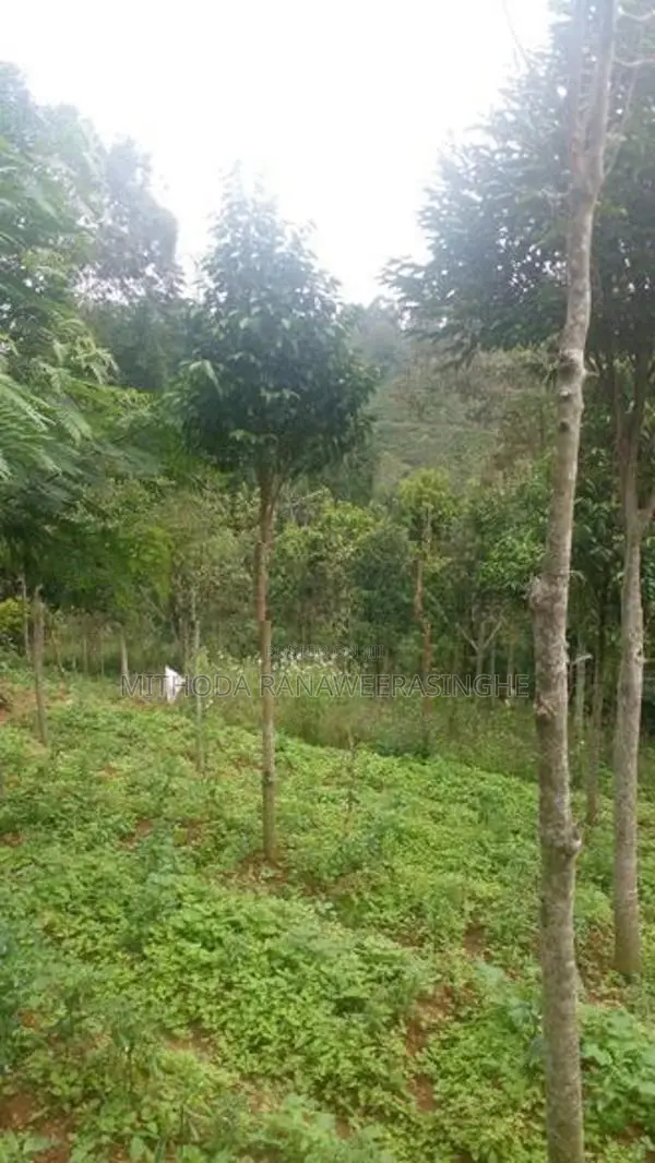 Land for Sale - Bandarawela