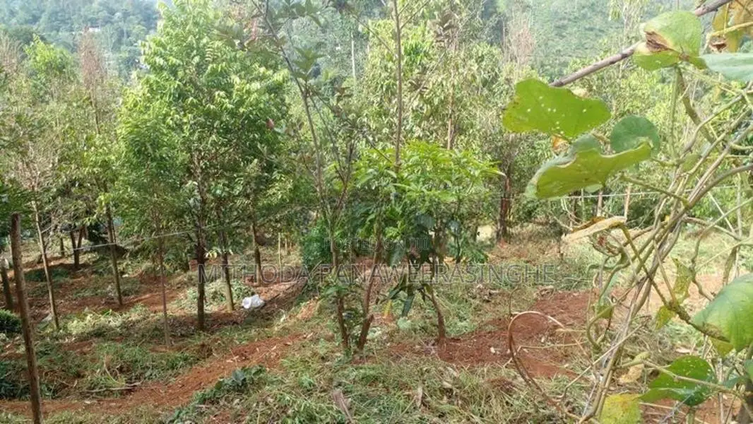 Land for Sale - Bandarawela