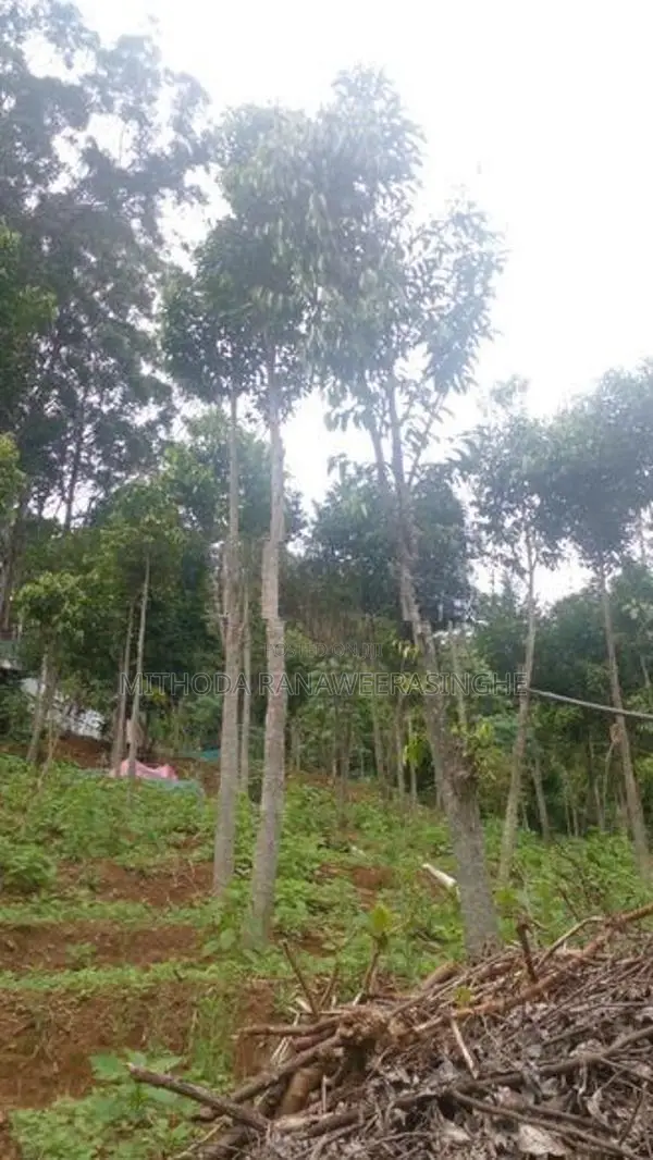 Land for Sale - Bandarawela