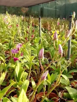 House with 2-Acre Orchid Cultivation Property for Sale – Horana