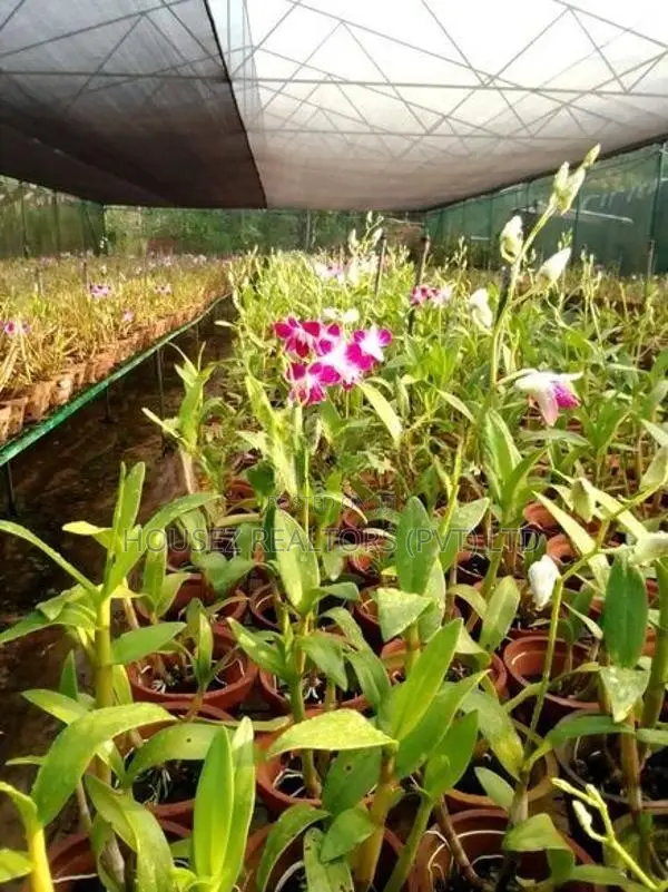 House with 2-Acre Orchid Cultivation Property for Sale – Horana