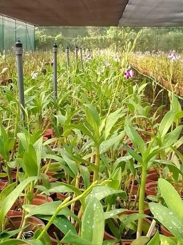 House with 2-Acre Orchid Cultivation Property for Sale – Horana