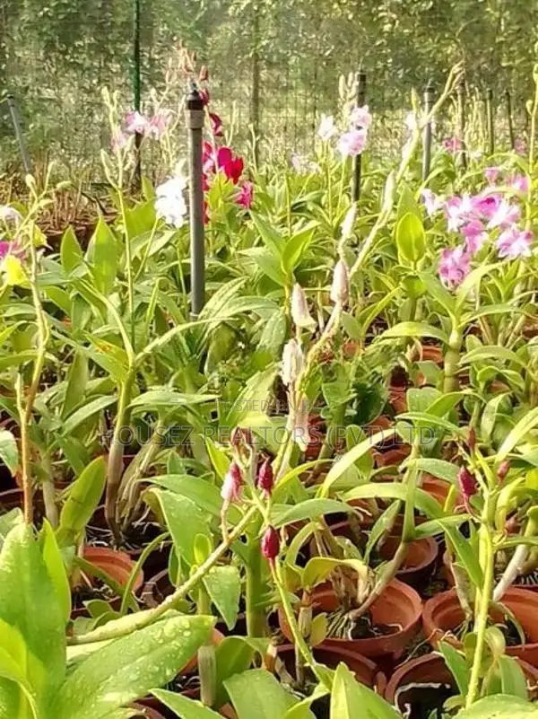 House with 2-Acre Orchid Cultivation Property for Sale – Horana