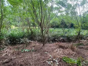 රුවන්වැල්ල නගරයට ආසන්නව වටිනා ඉඩමක් විකිණීමට