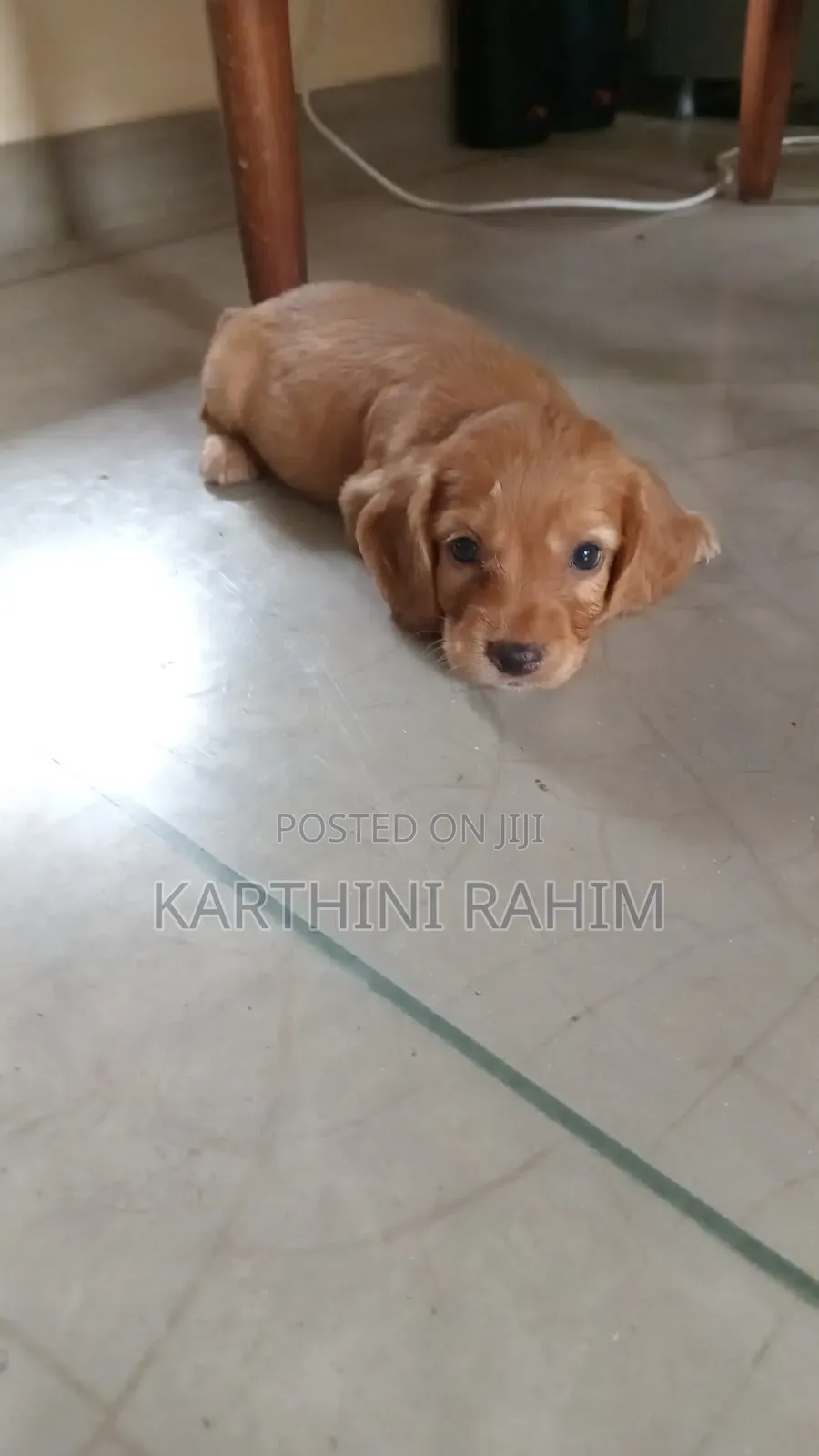 1-3 months Female Purebred Cocker Spaniel