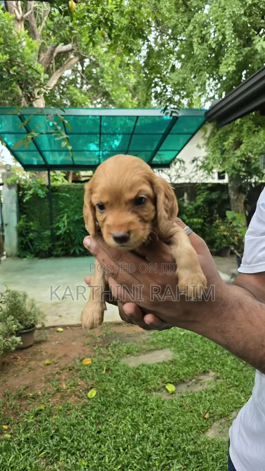 1-3 months Female Purebred Cocker Spaniel