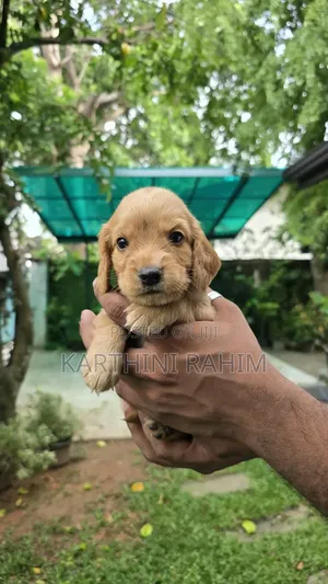 1-3 months Female Purebred Cocker Spaniel