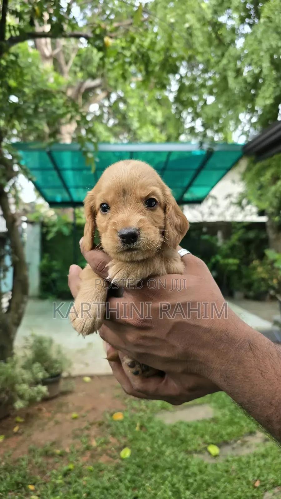 1-3 months Female Purebred Cocker Spaniel